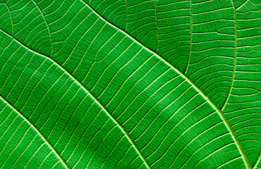 green leaf pattern background  nature texture