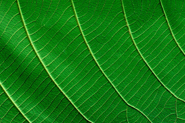 green leaf pattern background  nature texture