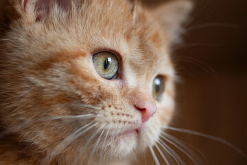 Closeup photography of the cute ginger cat with green eyes.