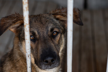 Portrait of a dog in a shelter for homeless animals