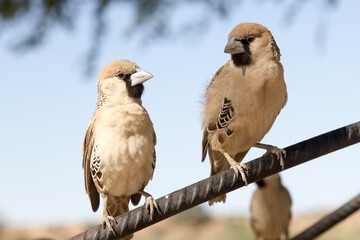 Kgalagdi Transfrontier National Park, South Africa: Sociable weaver