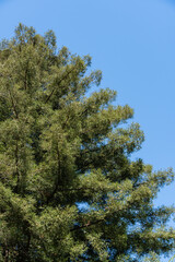 Old large tree evergreen Sequoia sempervirens Glauca (coastal sequoia tree) in Adler Arboretum 