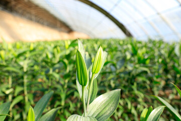 Lily flower in garden.  Lily is in the greenhouse