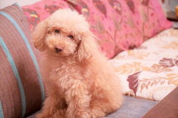 ソファに座るトイプードル