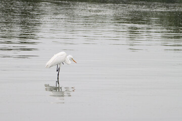 Kruger National Park, South Africa: Sunset Dam Great Egret