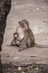 Monkey mother and baby
