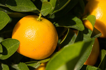 Close up of growing orange on an orange tree