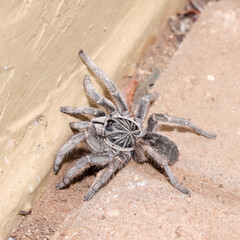 Kruger National Park, South Africa: Baboon spider