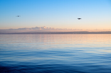 Bodeensee mit Blick auf Alpen und Möwen bei Sonnenuntergang  - Meersburg, Bodensee, Deutschand