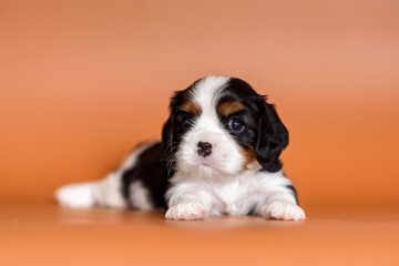 newborn Puppy Cavalier King Charles Spaniel on a brown background