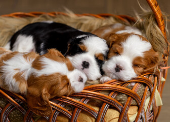 newborn Puppy Cavalier King Charles Spaniel in a basket sleeping