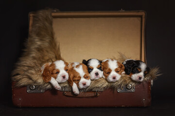 newborn dogs puppies cavalier king charles spaniel on an old suitcase - obrazy, fototapety, plakaty