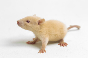 cute albino rat isolated on a white background
