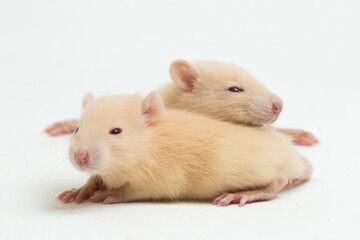 cute albino rat isolated on a white background
