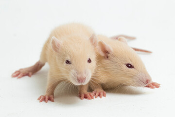 cute albino rat isolated on a white background
