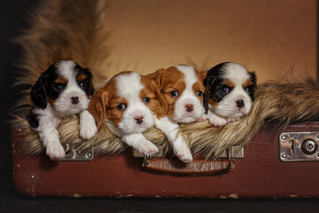 newborn dogs puppies cavalier king charles spaniel on an old suitcase