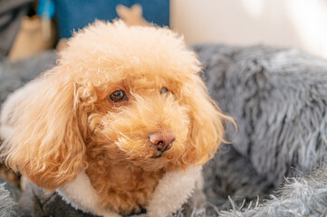 服を着たトイプードル