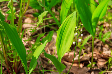Lily of the valley (Convallaria majalis) white flowers in forest at spring