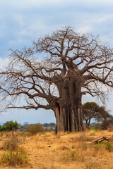 Fototapeta na wymiar Dry african baobab (Adansonia digitata) in Tarangire national park, Tanzania