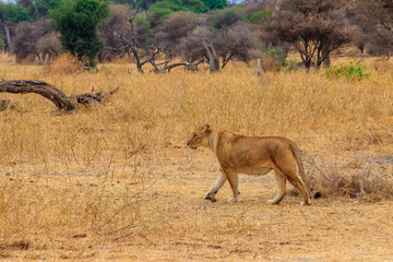 Lioness (Panthera leo) walking in Tarangire national park, Tanzania