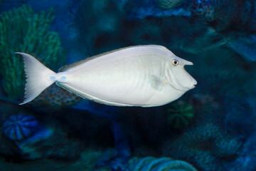 Bluespine unicornfish (Naso unicornis). Close up