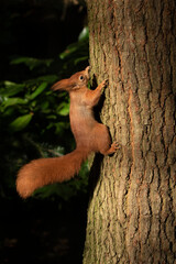 Red squirrel climbing up a tree