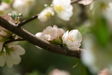 intimate view of dainty, delicate Chaenomeles blossoms with blank space