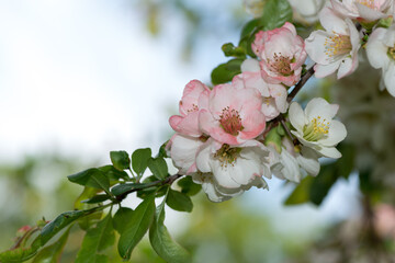 mature but still dainty, delicate Chaenomeles blossoms with leaves