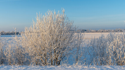 Winter landscape with snowy shrubs on blue sky background. Plants are covered with hoar frost.