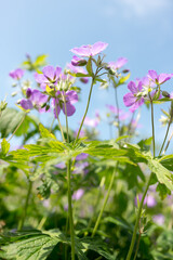 Pelargonium or simple geranium photographed against a blu sky