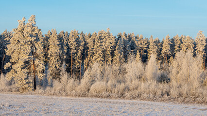 Winter landscape with snowy bushes and trees on blue sky background. Plants are covered with hoar frost.