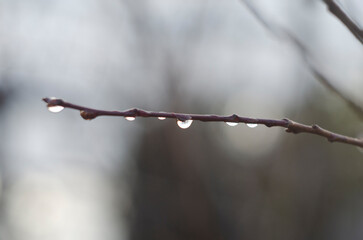 Tree Branch With Rain Drops. Dew drops on tree branches in the morning in early spring