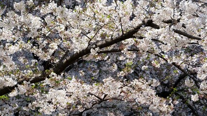 枝いっぱいに咲き誇る桜の花