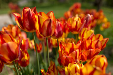 Obraz premium tulips