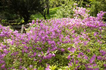 azalea shrub in the park