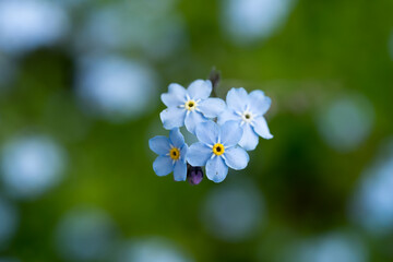 forget me not flowers