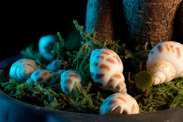 Small decorative sea shells on top of thick moss at the base of a juniper bonsai tree.  Close up...