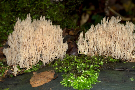 A group of coral forest fungi of the Clavulina family.