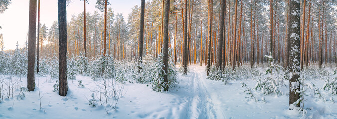 Pine trees covered with snow on frosty evening. Beautiful winter panorama - 489016840