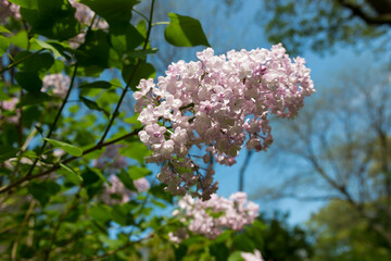 lilac blossom on a blue sky in spring