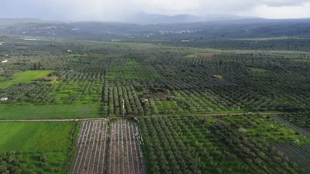 Aerial view of olive groves and the Lake Divari Wildlife Sanctuary