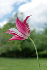striated white/deep pink tulip isolated against a bokeh background of a fair day