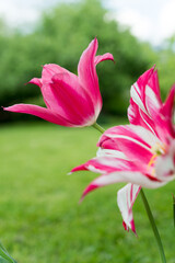 Fototapeta premium pink tulips in the garden orchard