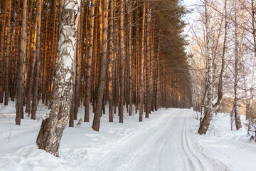 A walk through the winter forest. Snow trees and a cross-country ski trail. Beautiful and unusual roads and forest trails. Beautiful winter landscape. The trees stand in a row