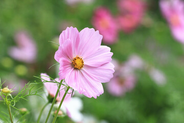 Obraz premium blooming Cosmos bipinnatus(Garden cosmos,Mexican aster) flowers,close-up of beautiful pink Cosmos flower blooming in the garden 