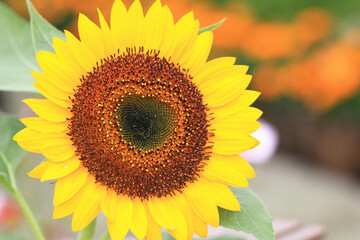 amazing view of yellow Sunflower blooming in the garden,close-up