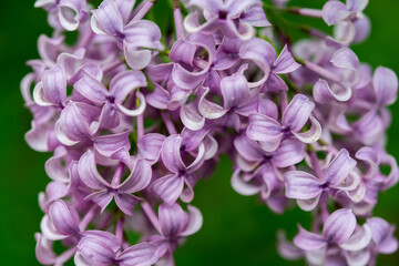 Fototapeta na wymiar large Syringa vulgaris or common lilac blossoms close up