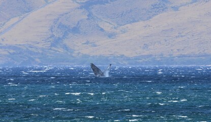 Fototapeta premium Humpback whale