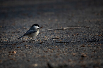Birds  - Chickadee, Reelfoot Lake State Park, Tennessee during winter