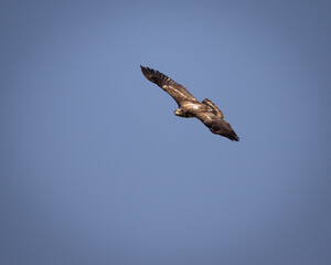 Bald eagle fishing on reelfoot lake state park in Tennessee